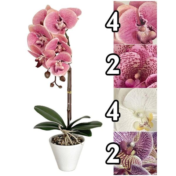 Pianta Orchidea Noble