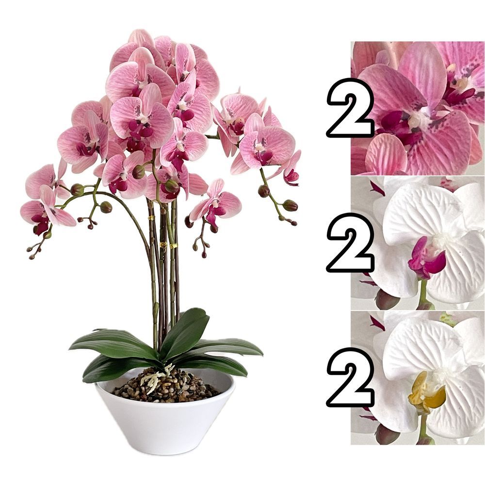 Orchidea Majesty Real Touch 57Cm 3 Ass