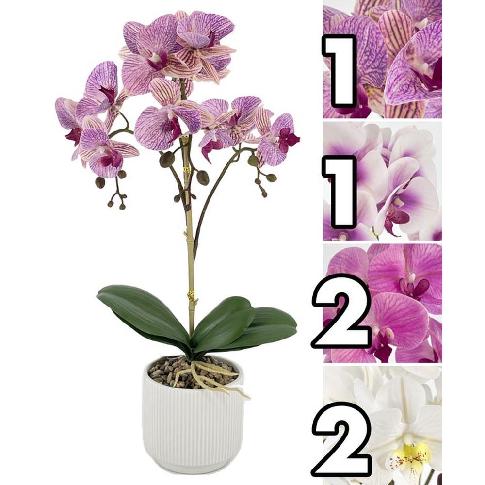 Orchidea Vaso Fringe 53Cm 4 Ass