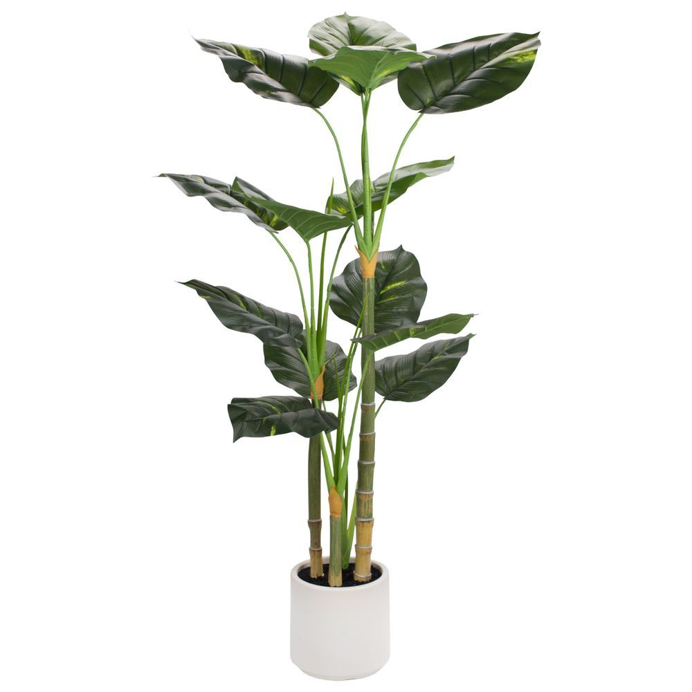 Pianta Scindapso In Vaso 120Cm